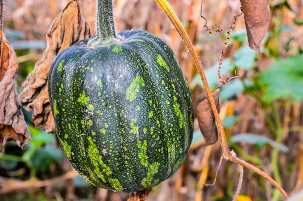Pumpkin farm found on the Saanich Peninsula on Vancouver Island, British Columbia