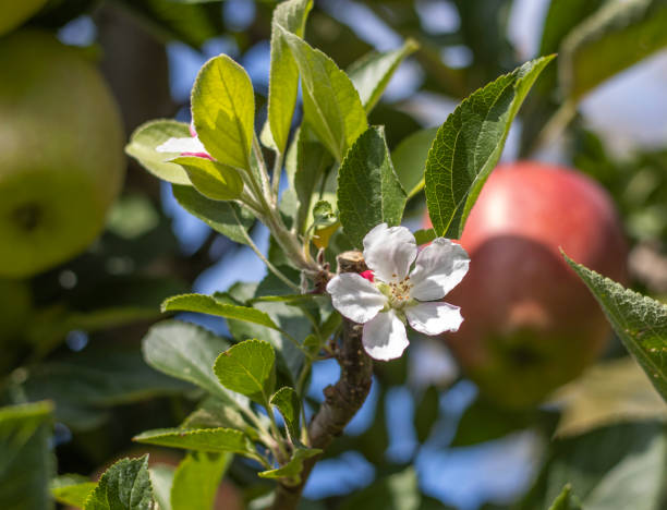 istock Ripe apples on a apple plantation with apple blossom 2172913833