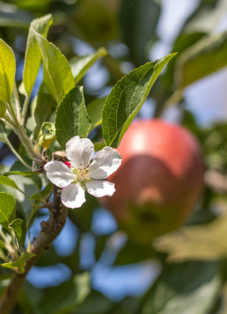 Ripe apples on a apple plantation with apple blossom