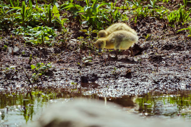 Greylag goose chicks on the shore meadows of a pond in spring.