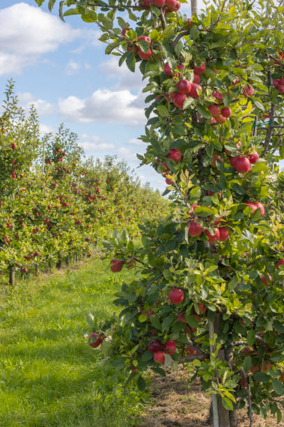 istock Ripe apples on a apple plantation 2172914311