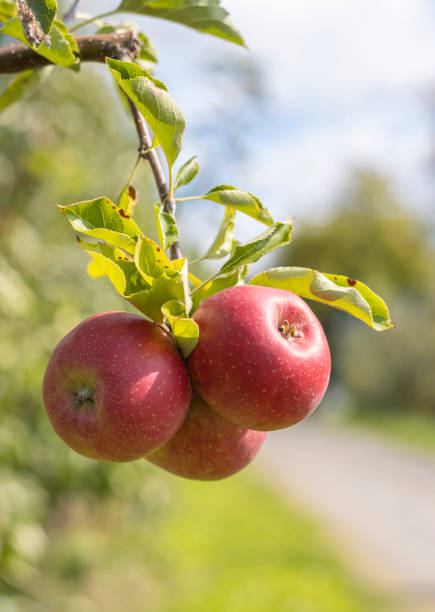 Ripe apples on a apple plantation