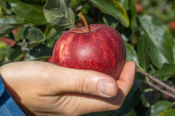 Somebody picks an ripe red apple