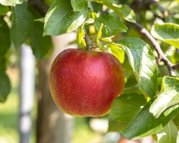 istock Ripe apples on a apple plantation 2172914735