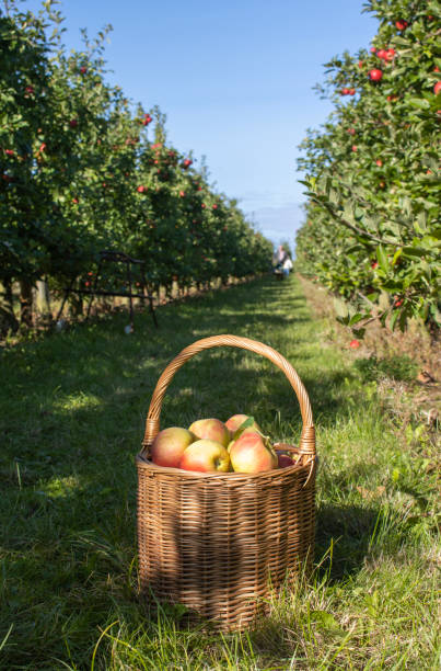 istock Ripe apples on a apple plantation 2172914746