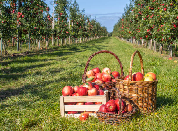 Freshly harvested apples in baskets and boxes