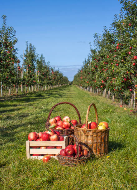 istock Freshly harvested apples in baskets and boxes 2172914983