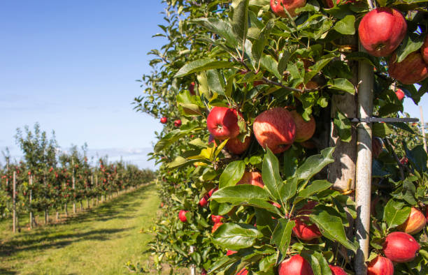 istock Ripe apples on a apple plantation 2172915635