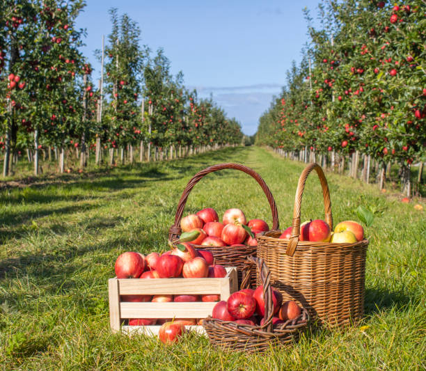 istock Freshly harvested apples in baskets and boxes 2172915637