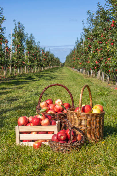 istock Freshly harvested apples in baskets and boxes 2172915640