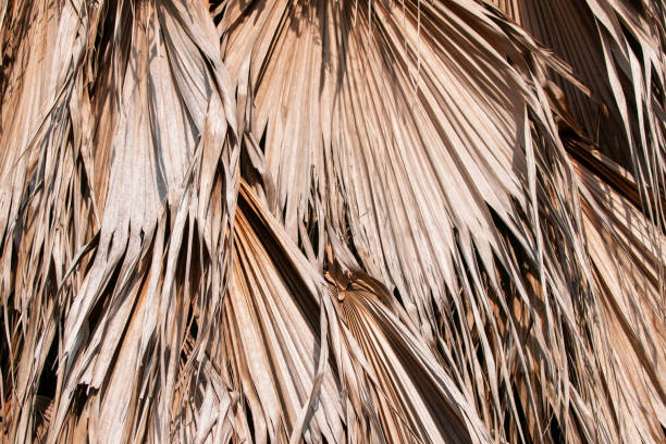 Palm leaf background. Close up of dry palm leaf texture.