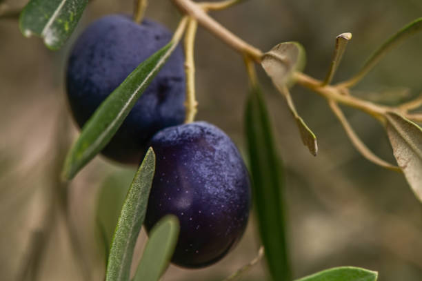istock ripe black olives on the tree with green leaves 2172920220