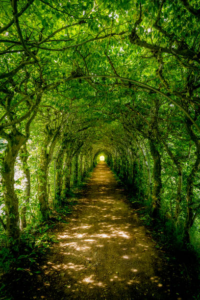 istock Ardennes in belgium 2172920595