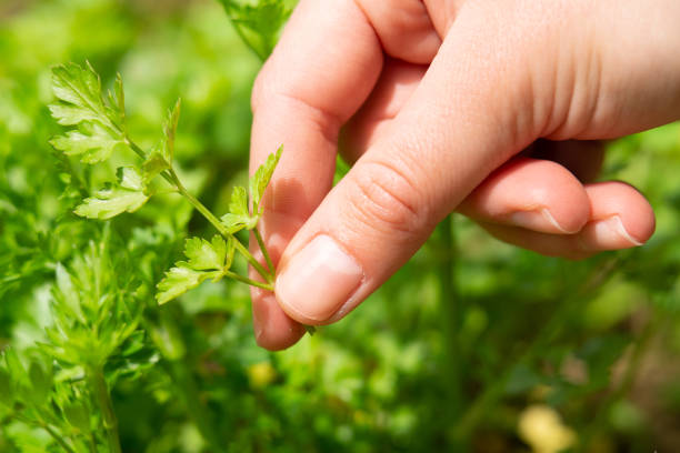 istock Female hand picking parsley close up 2172921057