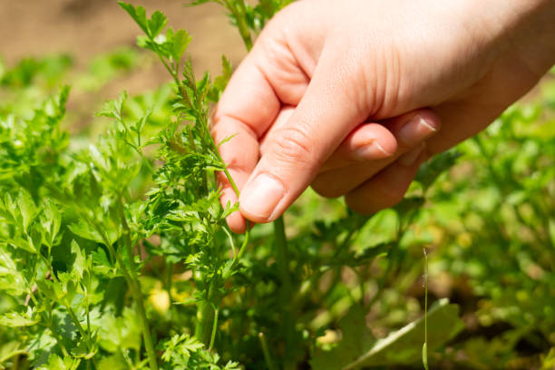 istock Female hand picking parsley close up 2172921094