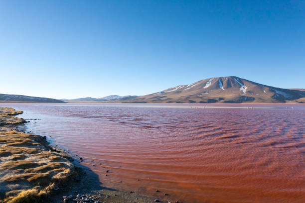 istock Laguna Colorada view, Bolivia 2172922085