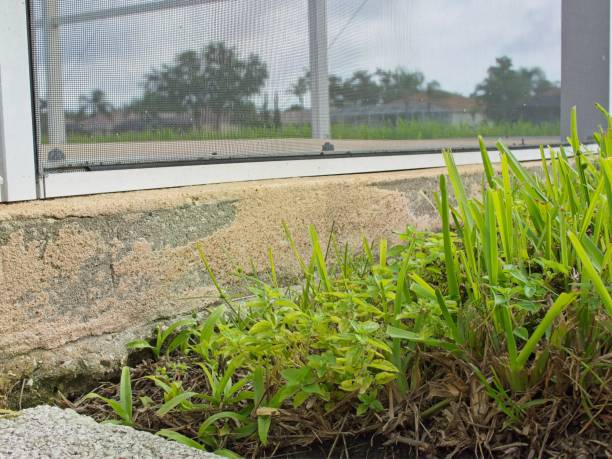 Overgrown grass, poorly edged walkway against lanai and pool deck