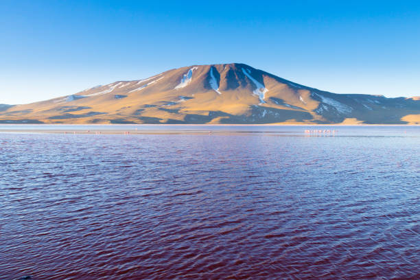istock Laguna Colorada view, Bolivia 2172922396