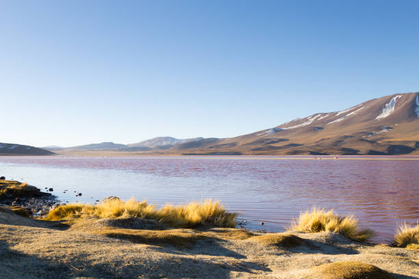 istock Laguna Colorada view, Bolivia 2172922461
