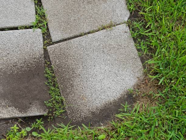 istock Skewed walkway and overgrown weedy lawn 2172922470