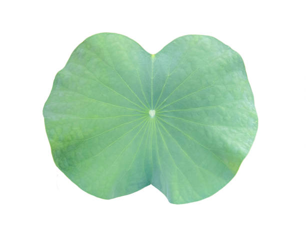 istock Isolated green waterlily leaf on white background, with clipping path. 2172923114