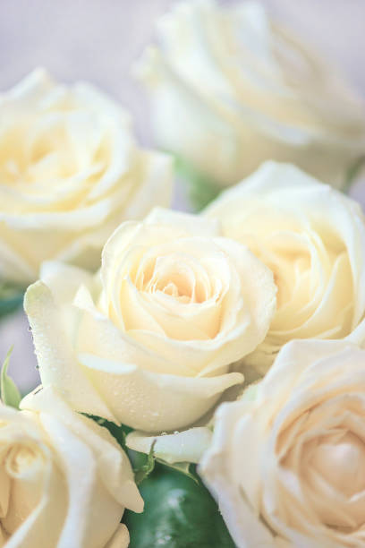 istock white rose flowers with waterrdrops 2172923712
