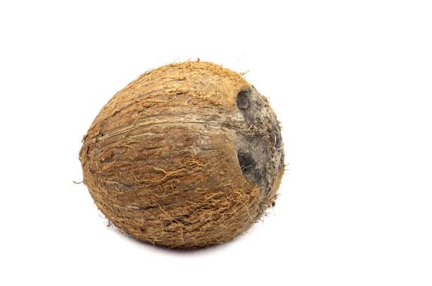 Two coconuts are displayed against a plain white background, emphasizing their round shape and rough exterior. The fibers are visible, illustrating the natural texture and earthy tones of these tropical fruits. Ideal for culinary or decorative use.