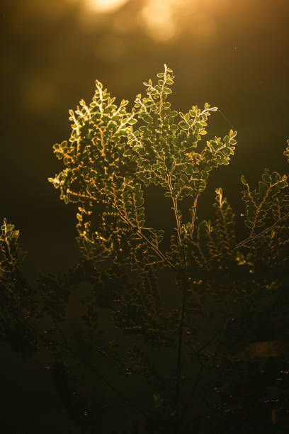 istock Leaf in Nature's Embrace: Capturing the Beautiful Sunset Light Through Green Foliage, With a Background of Autumn Flora, Sunrise Glow, and Fresh Morning Sunlight in a Forest Field 2172928537