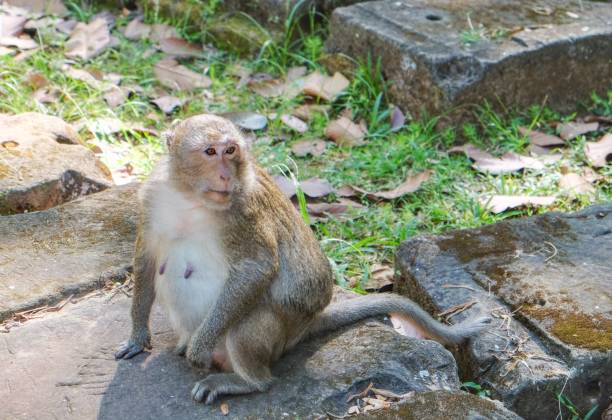 istock Cute animal portrait featuring a fluffy monkey sitting on stone slabs. 2172929283