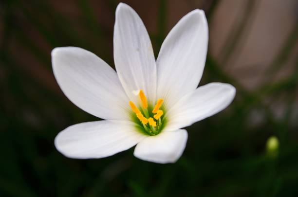 istock Zephyranthes candida, with common names that includes autumn Zephyr lily, white wildflower and Peruvian swamp lily, is a species of rain lily. Amaryllidaceae. White fairy lily 2172929685