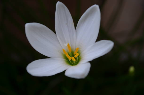 istock Zephyranthes candida, with common names that includes autumn Zephyr lily, white wildflower and Peruvian swamp lily, is a species of rain lily. Amaryllidaceae. White fairy lily 2172929737