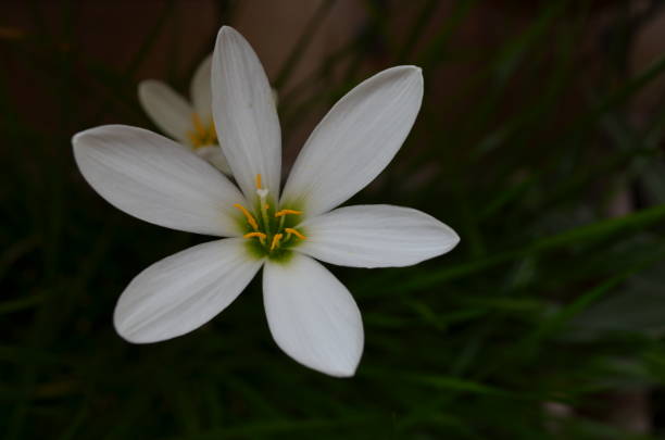 istock Zephyranthes candida, with common names that includes autumn Zephyr lily, white wildflower and Peruvian swamp lily, is a species of rain lily. Amaryllidaceae. White fairy lily 2172929768