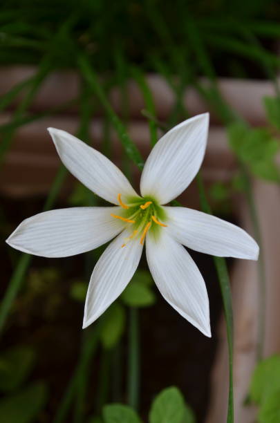 istock Zephyranthes candida, with common names that includes autumn Zephyr lily, white wildflower and Peruvian swamp lily, is a species of rain lily. Amaryllidaceae. White fairy lily 2172929833