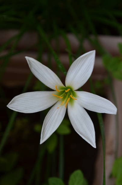istock Zephyranthes candida, with common names that includes autumn Zephyr lily, white wildflower and Peruvian swamp lily, is a species of rain lily. Amaryllidaceae. White fairy lily 2172930347