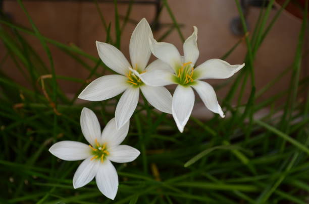 istock Zephyranthes candida, with common names that includes autumn Zephyr lily, white wildflower and Peruvian swamp lily, is a species of rain lily. Amaryllidaceae. White fairy lily 2172930364