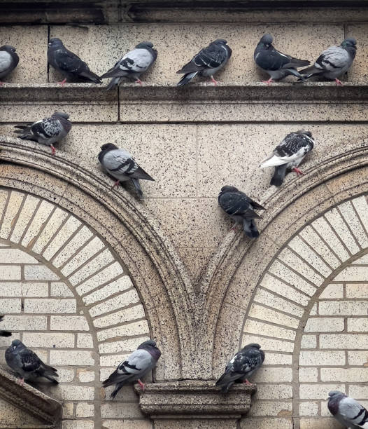istock Pigeons Resting on Side of Building 2172934584