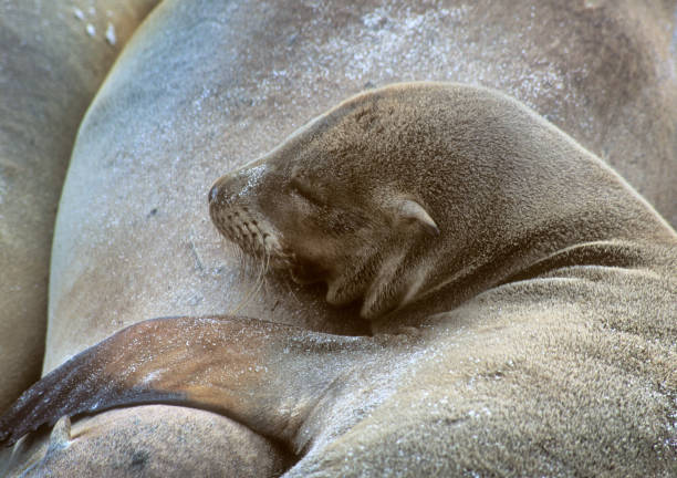 Baby sea lion asleep on it's mother in the Galapagos Islands