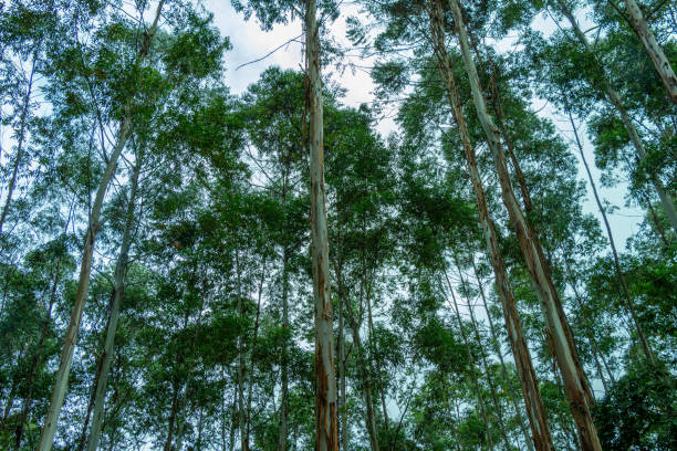 High angle view of a forest of eucalyptus trees. Blue sky. Makes a nice abstract picture.  Jardin, Jardín, Antioquia, Colombia.