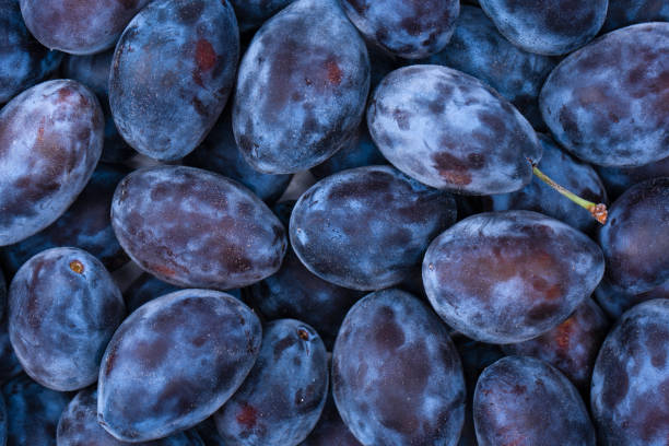 Juicy summer plum fruit. One ripe sweet plum isolated on white background.