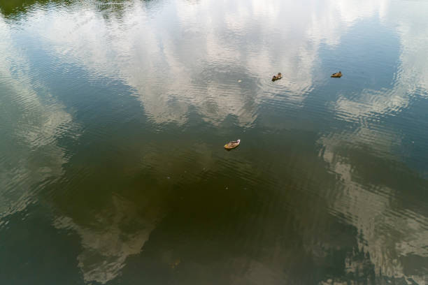 Calm water with ducks swimming, reflecting clouds above, creating a serene natural setting.