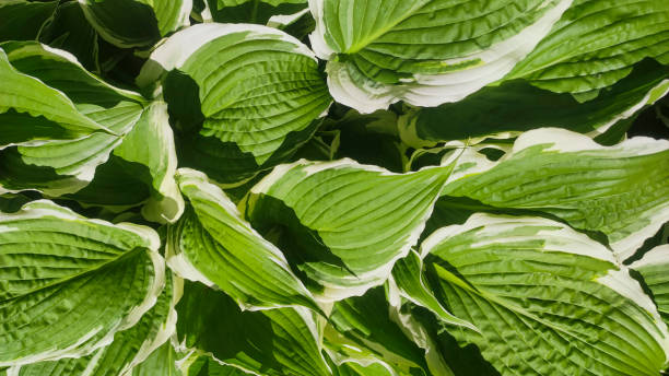Lush green hosta leaves create a vibrant, textured background, ideal for nature-themed designs or projects. This close-up shot highlights the intricate patterns and colors of the foliage.