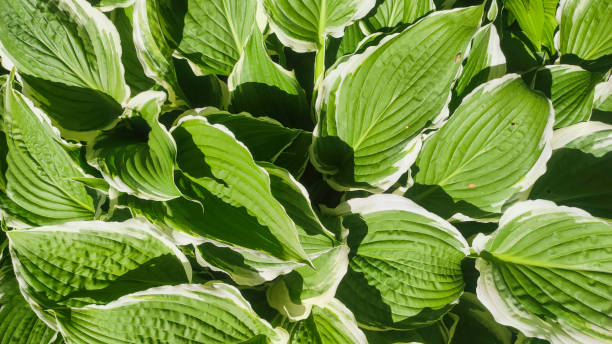 istock Lush green hosta leaves create a striking natural pattern, showcasing their vibrant textures and shades. Perfect for garden lovers and nature enthusiasts. 2172937735