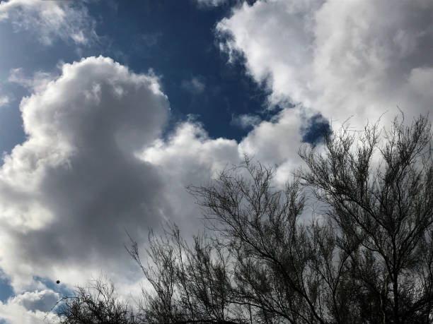 Dramatic rain clouds gathering in the sky over Phoenix, Arizona, USA above sparse desert vegetation.