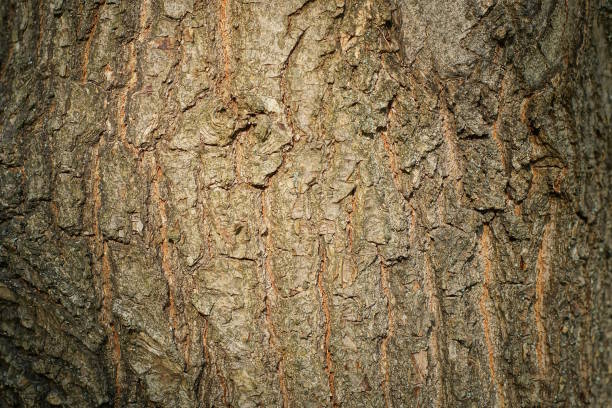 Close-up of the bark of a tree with weathered bark.