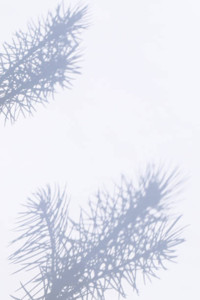 istock Winter background with fir branches and shadows. 2172945369