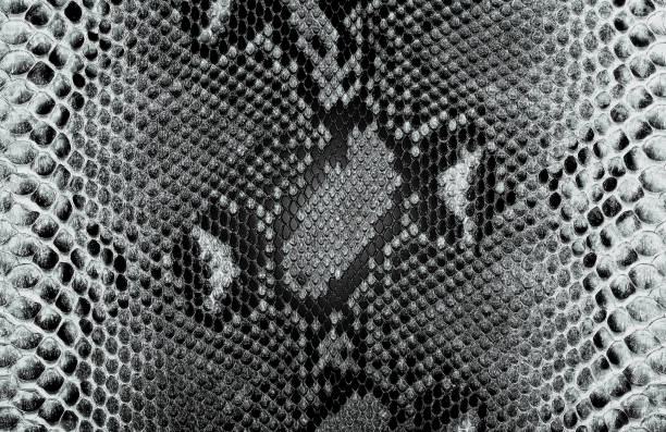 istock Snake skin seamless pattern. Snakeskin animal texture. Black and white background. 2172945943