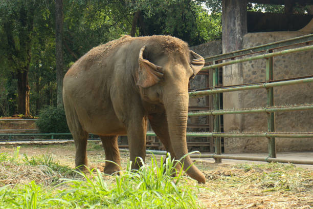 istock An Asian elephant walks through a grassy enclosure 2172949183