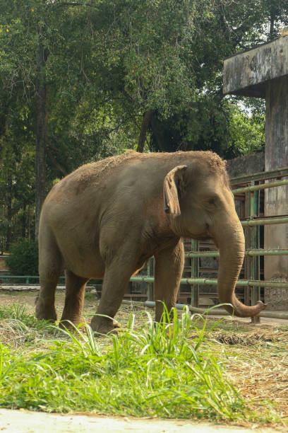 istock An elephant standing in an enclosure, looking calm and serene. 2172949212