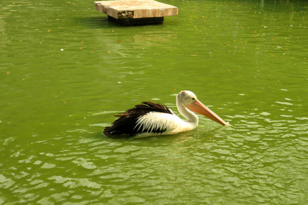 Rosapelikan / White pelican / Pelecanus onocrotalus