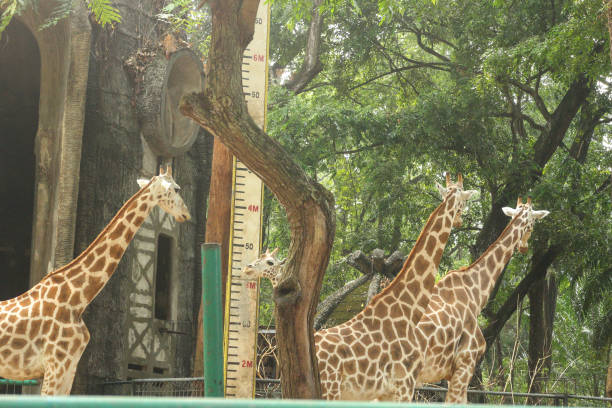 istock Three giraffes in a zoo habitat 2172949944
